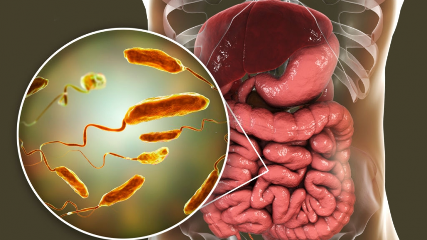 Recuperación de especies del género Vibrio spp por la metodología ISO 21872–1 