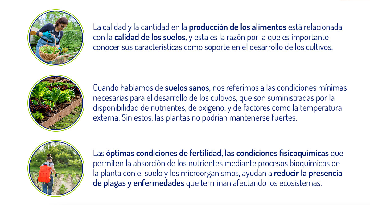 La calidad y la cantidad en la producción de los alimentos está relacionada con la calidad de los suelos, y esta es la razón por la que es importante conocer sus características como soporte en el desarrollo de los cultivos.   Cuando hablamos de suelos sanos, nos referimos a las condiciones mínimas necesarias para el desarrollo de los cultivos, que son suministradas por la disponibilidad de nutrientes, de oxígeno, y de factores como la temperatura externa. Sin estos, las plantas no podrían mantenerse fuertes.  Las óptimas condiciones de fertilidad, las condiciones fisicoquímicas que permiten la absorción de los nutrientes mediante procesos bioquímicos de la planta con el suelo y los microorganismos, ayudan a reducir la presencia de plagas y enfermedades que terminan afectando los ecosistemas. 